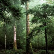 L 59604 Обои Ugepa коллекция Horizont Германия